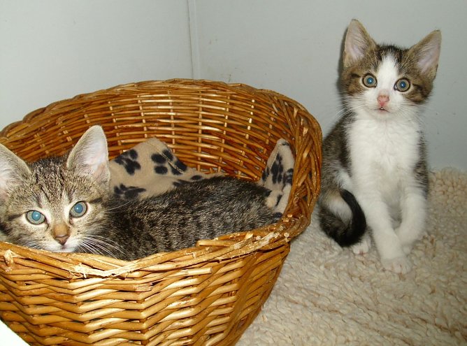 Rasselbande (Foto: C. Knust)