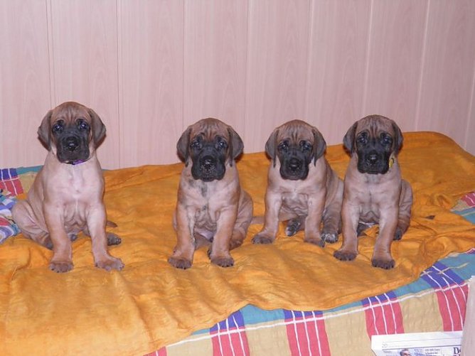 H&ouml;hepunkt f&uuml;r Hundefreunde (Foto: Landratsamt Kyffh&auml;userkreis)
