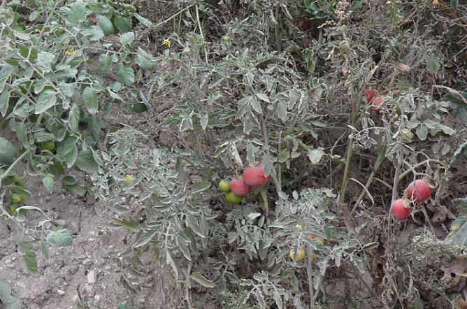 Haldenbefahrung der Kalihalde Sondershausen (Foto: Karl-Heinz Herrmann) Haldenbefahrung der Kalihalde Sondershausen (Foto: Karl-Heinz Herrmann)