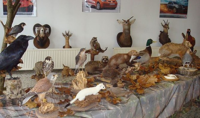 Jagd im Autohaus (Foto: AHP)