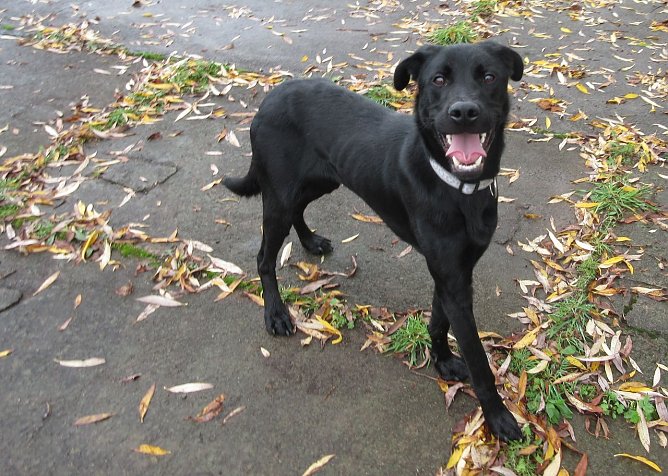 Strolch (Foto: B. Hellrung)