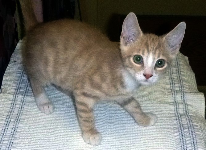 Lippi (Foto: B. Hellrung)