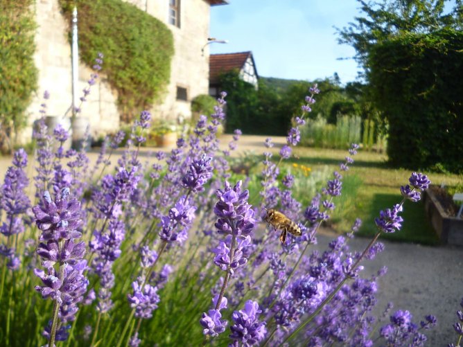 Bienen am Lavendel im Kloster Michaelisstein (Foto: Andre Koppelin)