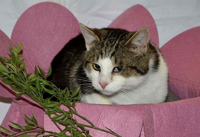 Bert (Foto: Tierheim Nordhausen)