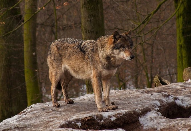 Heimisch geworden: der Wolf (Foto: M. Masanneck)