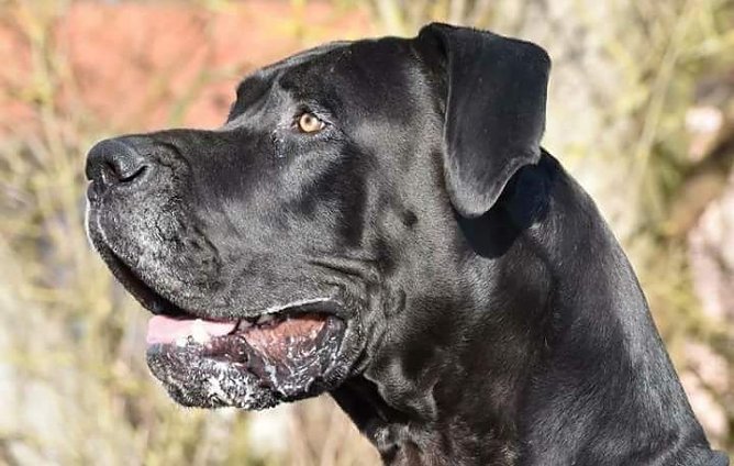 Carlos (Foto: Tierheim Nordhausen)