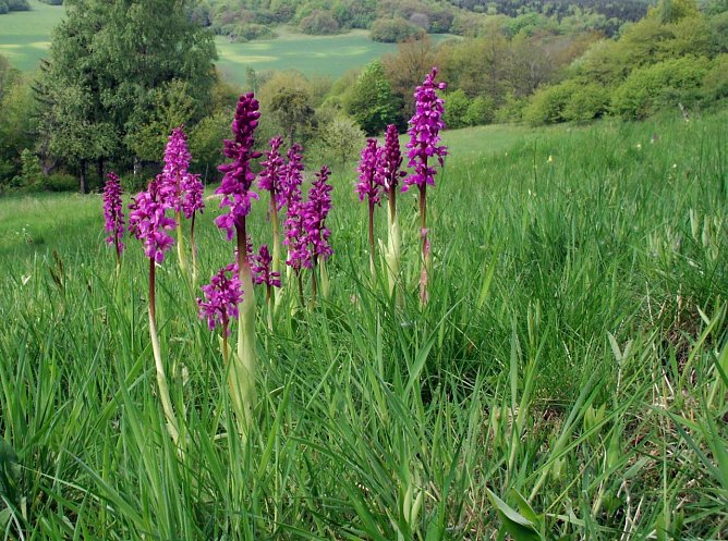 Orchideen im S&uuml;dharz (Foto: Armin Hoch)