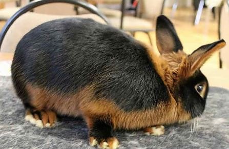 Landesoffene Kreiskaninchenschau (Foto: Karl-Heinz Herrmann)