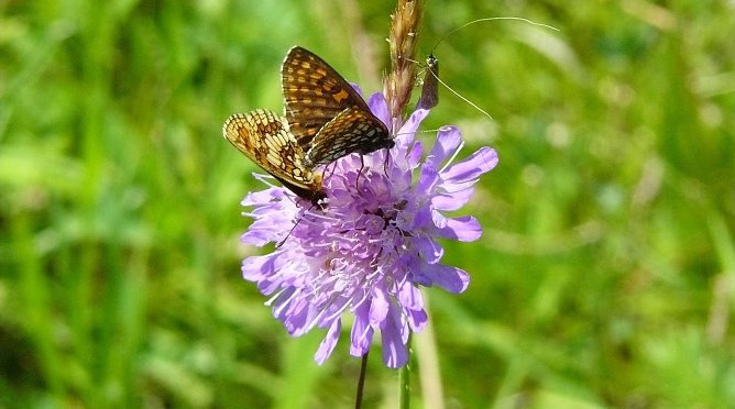 Insekt (Foto: Franziska D&ouml;ll)