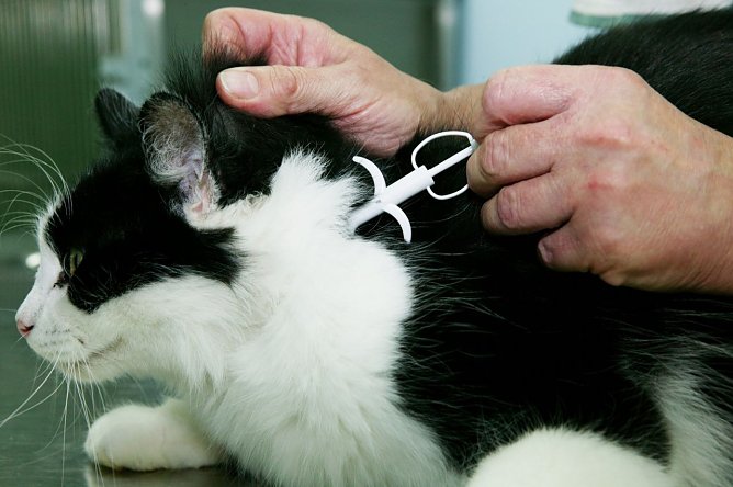Katze wird gechipt (Foto: Volker Dornberger   )