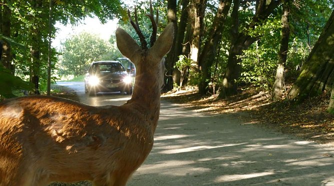 Achtung Wild (Foto: ADAC Hessen-Th&uuml;ringen)