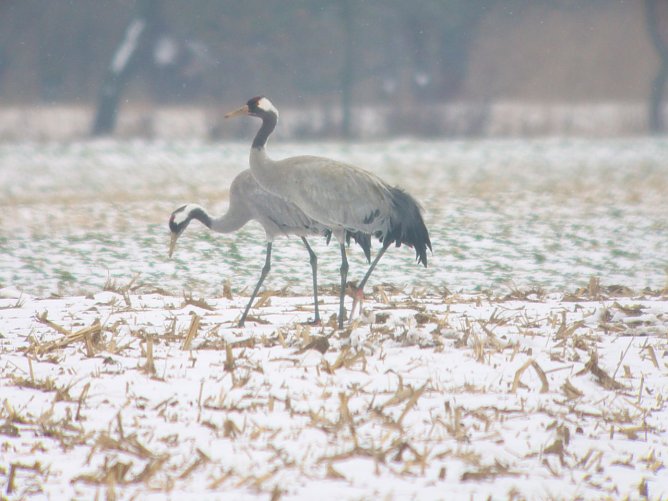  Kraniche im Schnee (Foto: Axel Schonert)