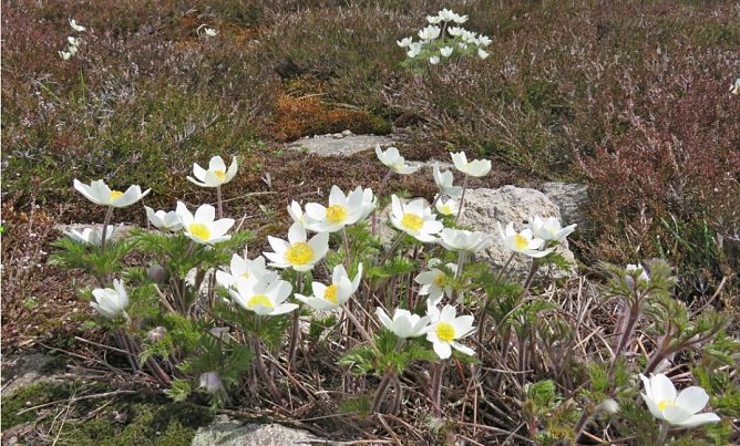Bl&uuml;hende Brockenanemone (Foto: Dr. Gunter Karste)