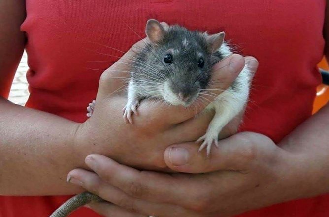 In kuschliger Mission - der kleine Kerl braucht dringend ein neues Zuhause und einen neuen Partner (Foto: Tierheim Nordhausen)