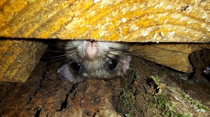 Siebenschläfer im Reservat (Foto: Biosphärenreservat ) Siebenschläfer im Reservat (Foto: Biosphärenreservat )