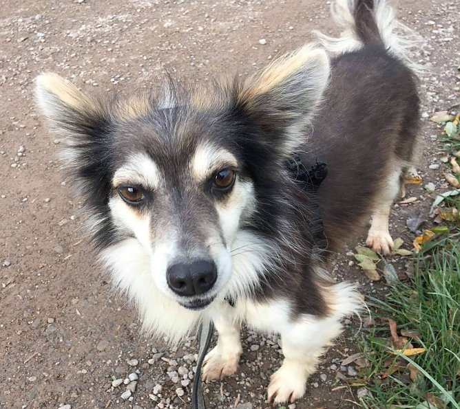 Casanova (Foto: Tierheim Nordhausen)