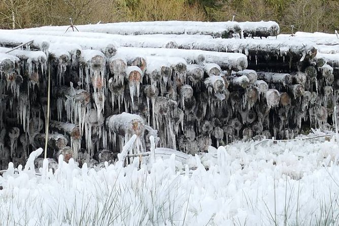 Nasslager im Harz (Foto: Landesforsten Niedersachsen)
