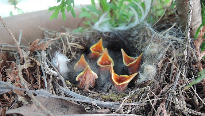 bachstelzennest (Foto: Deutscher Tierschutzbund)