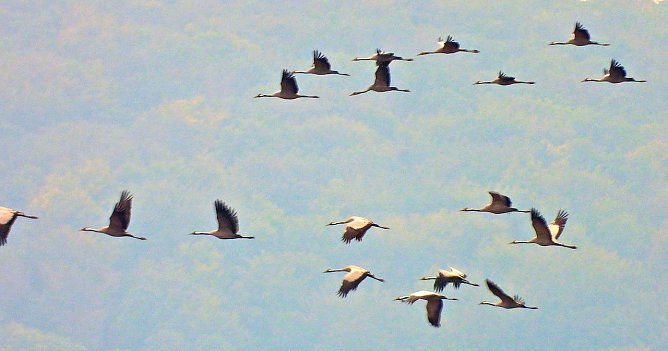 Kraniche (Foto: Peter Blei) Kraniche (Foto: Peter Blei)