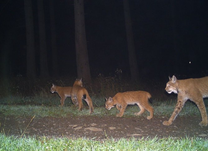 S&uuml;dharzer Luchse mit Nachwuchs (Foto: BUND/ Universit&auml;t G&ouml;ttingen)