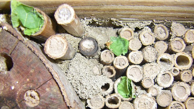 Bienenhotel (Foto: Wilhelm Roth)