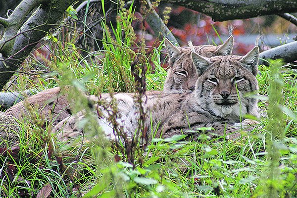 Mehr Besucher im Tierpark Hexentanzplatz (Foto: Harzer Bergtheater & Waldbühne Altenbrak) Mehr Besucher im Tierpark Hexentanzplatz (Foto: Harzer Bergtheater & Waldbühne Altenbrak)