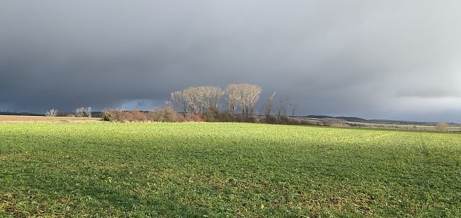 Windl&uuml;cke (Foto: oas)