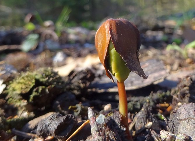 Buchenkeimling (Foto: Sabine Bauling)