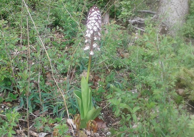 Der 94. BUND-Einsatz im Naturschutzgebiet Alter Stolberg beinhaltete u.a. Erhaltungsma&szlig;nahmen f&uuml;r die Orchidee Purpur-Knabenkraut (Orchis purpurea). Die Aufnahme entstand am 04.05.2020. (Foto: Bodo Schwarzberg)