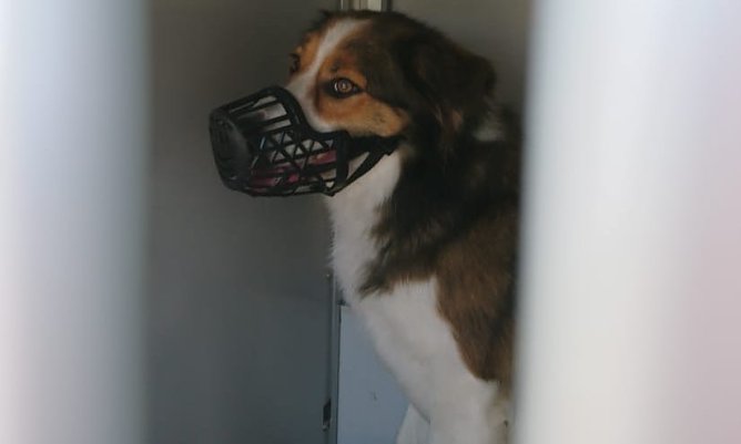 Dieser Bordes-Collie wR auf der A71 unterwegs (Foto: API)