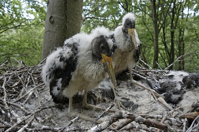 Junge Schwarzst&ouml;rche nach der Rettung (Foto: Landesforsten Niedersachsen)