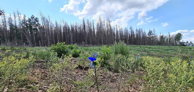 Dieser Fichtenwald am Reesberg ist gestorben, davor Wiederaufforstung mit Laubh&ouml;lzern (Foto: nnz)