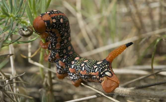 Raupe des Wolfsmilchschw&auml;rmers (Foto: Thomas Stephan)
