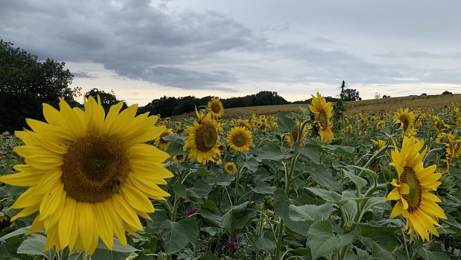 Limlingerode im August (Foto: oas)