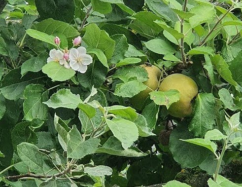 Apfelbaum in Sülzhayn blüht und trägt gleichzeitig (Foto: R.Barth) Apfelbaum in Sülzhayn blüht und trägt gleichzeitig (Foto: R.Barth)