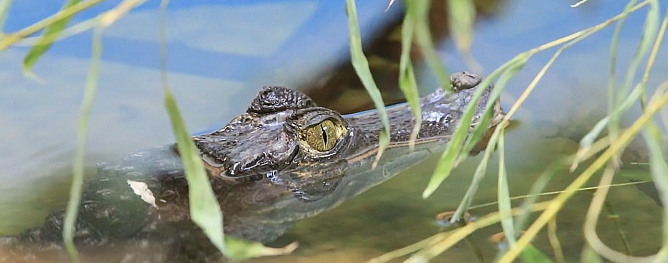 Symboldbild (Foto: S. Dietzel)