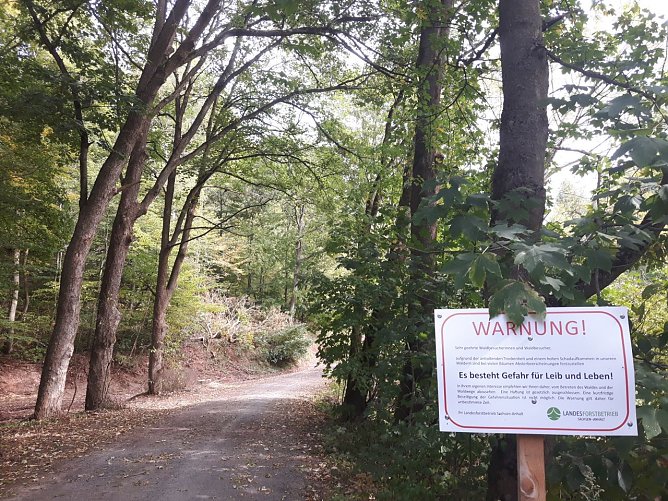 Gefahr des Waldes  (Foto: H. Koth)