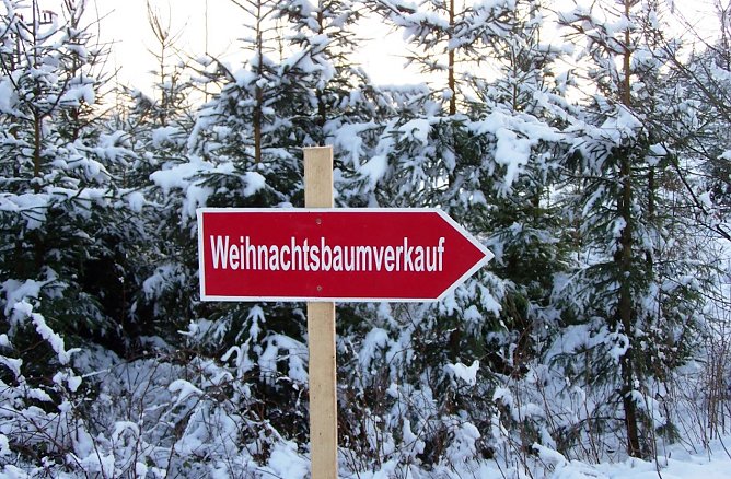 Weihnachtsb&auml;ume zum Selberschlagen (Foto: Th&uuml;ringerForst)