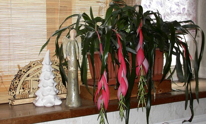 Bl&uuml;tenzauber zur Weihnachtszeit (Foto: Ulrich Reinboth, Kelbra)