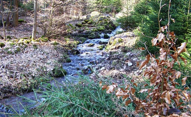 Thüringer Waldbäche werden fit gemacht (Foto: Stieglitz/Thüringenforst) Thüringer Waldbäche werden fit gemacht (Foto: Stieglitz/Thüringenforst)