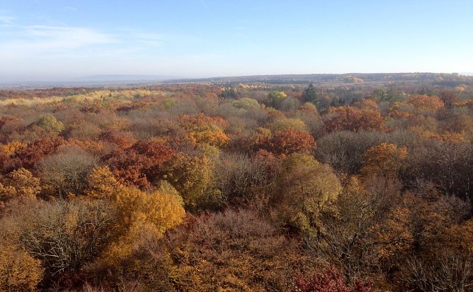 Blick vom Baumkronenpfad im Nationalpark Hainich (Foto: nnz-Archiv) Blick vom Baumkronenpfad im Nationalpark Hainich (Foto: nnz-Archiv)