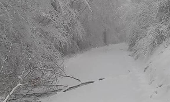 Schneebruch-Sch&auml;den im Nieders&auml;chsischen Forstamt Clausthal:  Unter der schweren Last festgefrorenen Schnees brechen Kronen und Kronenteile (Foto: Nieders&auml;chsische Landesforsten)