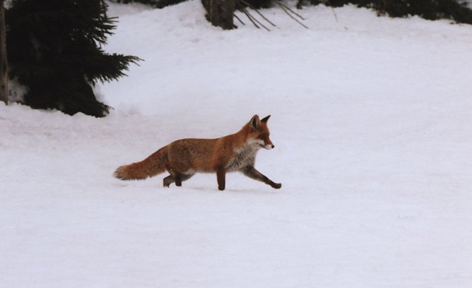 Rotfuchs im Winter (Foto: Wilfried St&ouml;rmer)