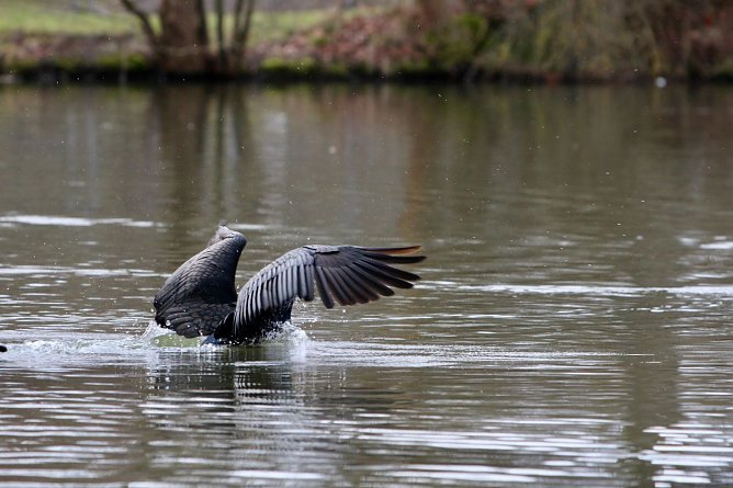 Kormorane in Nordhausen (Foto: Eva Maria Wiegand) Kormorane in Nordhausen (Foto: Eva Maria Wiegand)