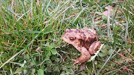 Erdkröte auf Wanderschaft (Foto: Tierschutzverein Kall und Umgebung) Erdkröte auf Wanderschaft (Foto: Tierschutzverein Kall und Umgebung)