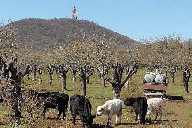 Galloways  (Foto: U. Reinboth )