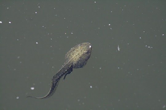 Der Teichfrosch (Rana esculenta): seine Larve ist an der olivfarbenen Haut und dem langen Schwanz zu erkennen.  (Foto: Aquazoo L&ouml;bbecke Museum )