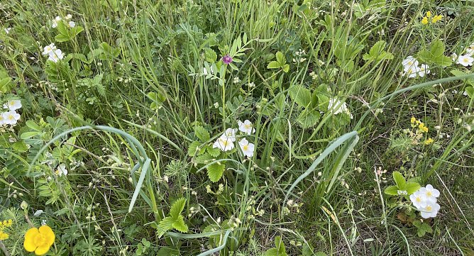 Orchideenwiese bei G&uuml;nserode (Foto: S.Friedling)