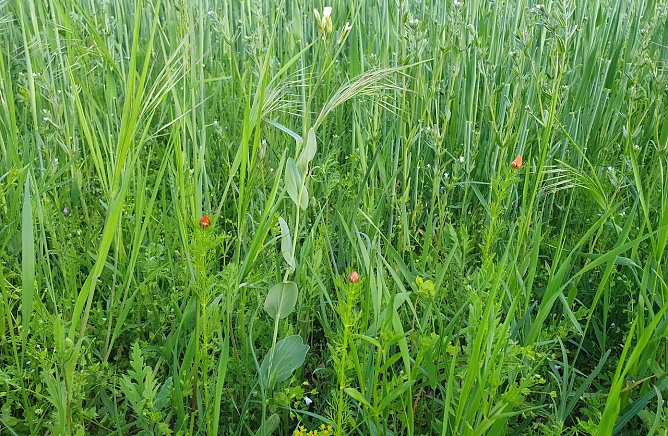 Bildunterschrift (Bild 1): Zwei Rarit&auml;ten am Ackerrand: Ein Exemplar Acker-Kohl (Conringia orientalis, wei&szlig;bl&uuml;hend) und Sommer-Adonisr&ouml;schen (Adonis aestivalis, rote Knospe). (Foto: B.Schwarzberg)
