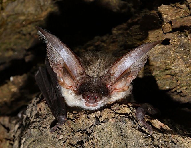 Graues Langohr Plecotus austriacus (Foto: Biosphärenreservat Karstlandschaft Südharz ) Graues Langohr Plecotus austriacus (Foto: Biosphärenreservat Karstlandschaft Südharz )